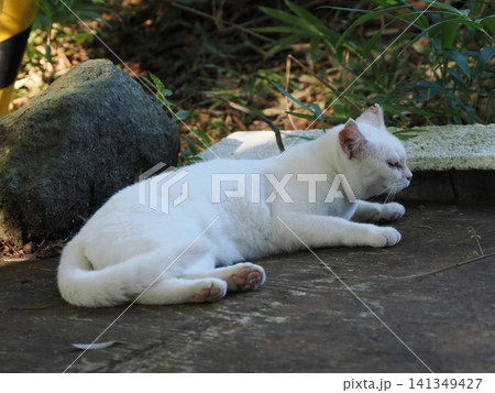 公園で遊ぶ猫 公園で遊ぶ猫 141349427