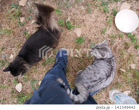 寝転ぶ可愛い猫 寝転ぶ可愛い猫 141349442