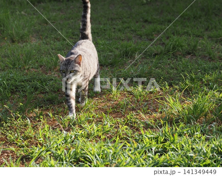 寝転ぶ可愛い猫 寝転ぶ可愛い猫 141349449