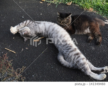 寝転ぶ可愛い猫 寝転ぶ可愛い猫 141349460