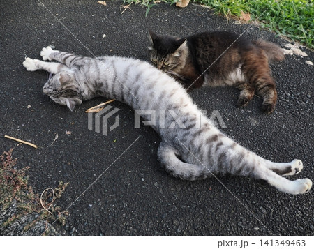 寝転ぶ可愛い猫 寝転ぶ可愛い猫 141349463
