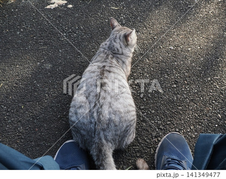 寝転ぶ可愛い猫 寝転ぶ可愛い猫 141349477