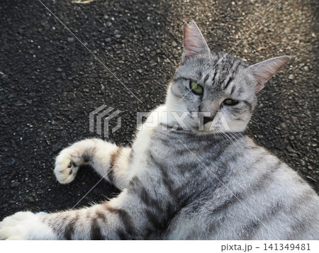 寝転ぶ可愛い猫 141349481