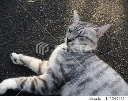 寝転ぶ可愛い猫 寝転ぶ可愛い猫 141349482