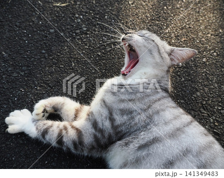 寝転ぶ可愛い猫 141349483