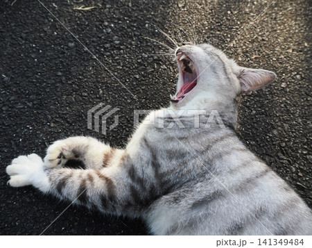 寝転ぶ可愛い猫 141349484