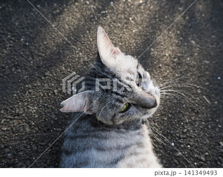 寝転ぶ可愛い猫 寝転ぶ可愛い猫 141349493