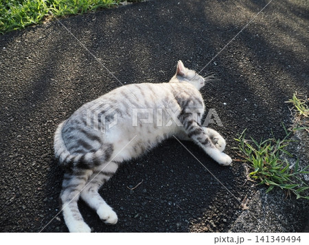 寝転ぶ可愛い猫 141349494