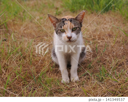 仲良く集団生活する可愛い桜猫 仲良く集団生活する可愛い桜猫 141349537