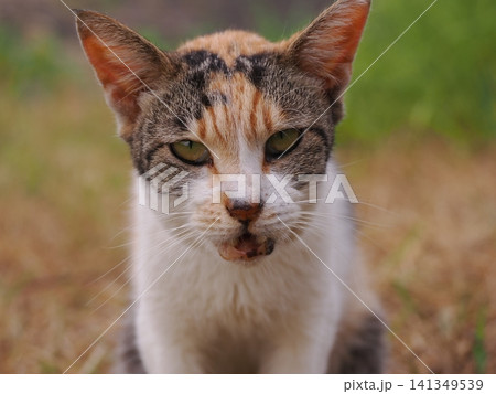 仲良く集団生活する可愛い桜猫 仲良く集団生活する可愛い桜猫 141349539