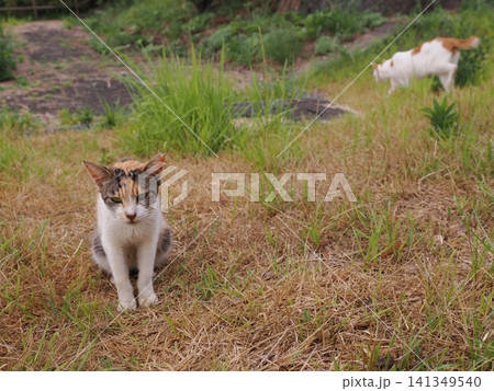 仲良く集団生活する可愛い桜猫 仲良く集団生活する可愛い桜猫 141349540