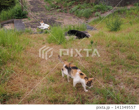 仲良く集団生活する可愛い桜猫 141349557