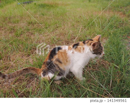 仲良く集団生活する可愛い桜猫 141349561