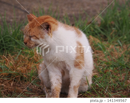 仲良く集団生活する可愛い桜猫 仲良く集団生活する可愛い桜猫 141349567