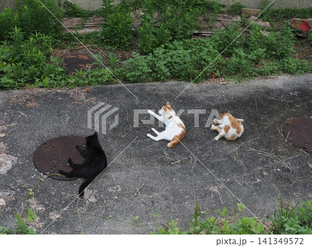 仲良く集団生活する可愛い桜猫 141349572