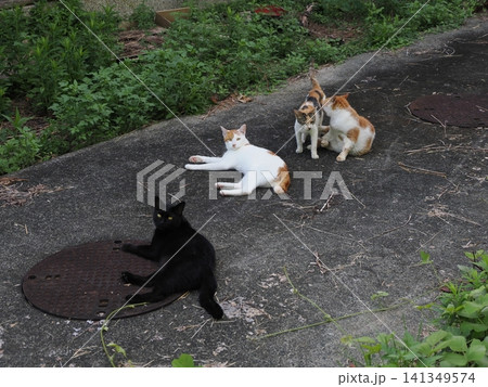 仲良く集団生活する可愛い桜猫 仲良く集団生活する可愛い桜猫 141349574
