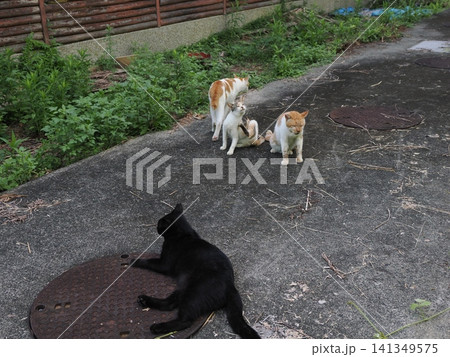仲良く集団生活する可愛い桜猫 仲良く集団生活する可愛い桜猫 141349575