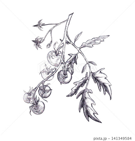 Cocktail cherry Tomato vine with flower buds, leaves, fruits hand drawn graphite pencil sketch. Isolated botanical culinary element for organic farm branding, botanical art prints, eco menu design 141349584