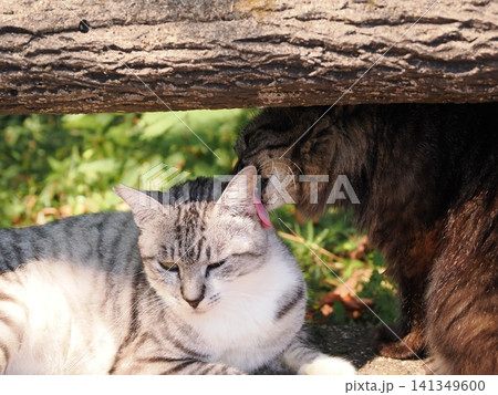公園で仲良く暮らす可愛い桜猫 公園で仲良く暮らす可愛い桜猫 141349600