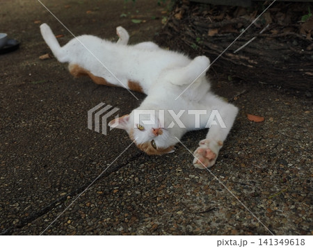 公園で仲良く暮らす可愛い桜猫 公園で仲良く暮らす可愛い桜猫 141349618