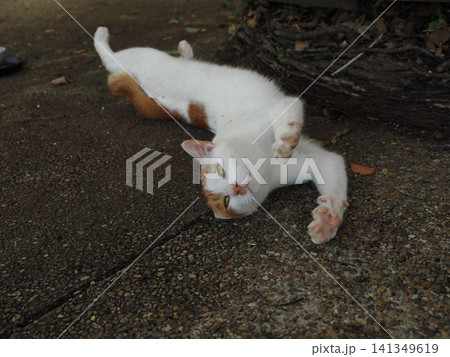 公園で仲良く暮らす可愛い桜猫 141349619