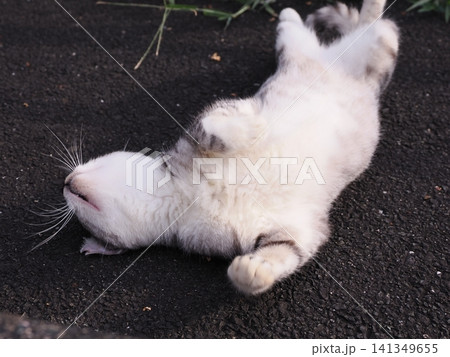 公園で仲良く暮らす可愛い桜猫 公園で仲良く暮らす可愛い桜猫 141349655