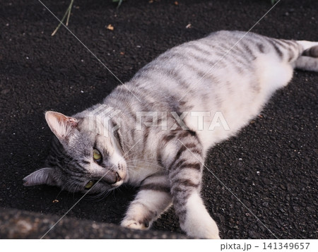 公園で仲良く暮らす可愛い桜猫 公園で仲良く暮らす可愛い桜猫 141349657