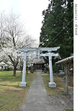 楢山神明宮に咲く桜(新潟県三条市) 楢山神明宮に咲く桜(新潟県三条市) 141349786
