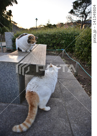 猫のいる風景 猫のいる風景 141349804