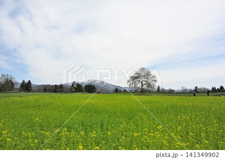 楢山の一本桜と粟ヶ岳(新潟県三条市) 楢山の一本桜と粟ヶ岳(新潟県三条市) 141349902