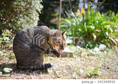 公園で遊ぶ猫 公園で遊ぶ猫 141349910