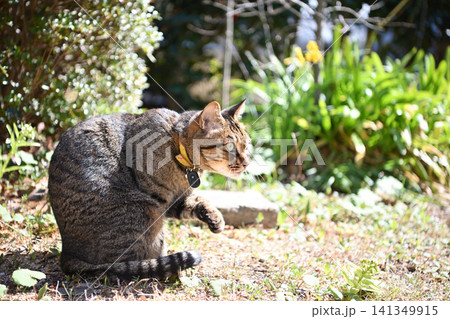 公園で遊ぶ猫 公園で遊ぶ猫 141349915