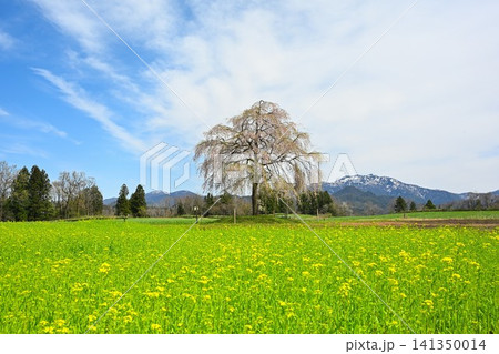 楢山の一本桜と菜の花と粟ヶ岳(新潟県三条市) 楢山の一本桜と菜の花と粟ヶ岳(新潟県三条市) 141350014
