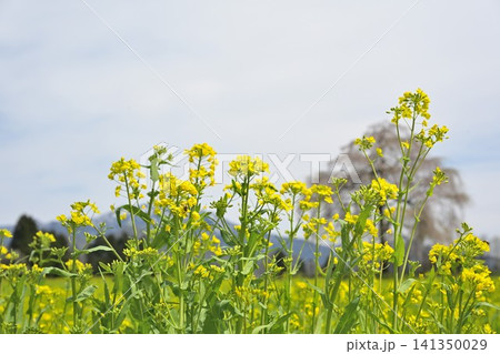 楢山の一本桜と菜の花と粟ヶ岳(新潟県三条市) 楢山の一本桜と菜の花と粟ヶ岳(新潟県三条市) 141350029
