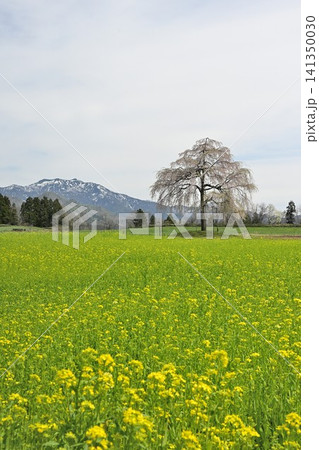 楢山の一本桜と菜の花と粟ヶ岳(新潟県三条市) 楢山の一本桜と菜の花と粟ヶ岳(新潟県三条市) 141350030