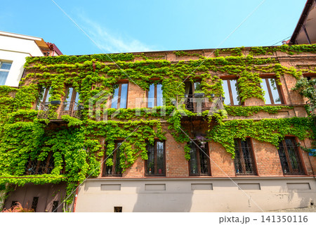 Old brick building covered with green ivy Old brick building covered with green ivy 141350116