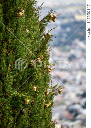 Green cypress branches with cones and blurred city background Green cypress branches with cones and blurred city background 141350147