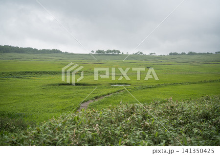 雨上がりの緑の湿原と小道 雨上がりの緑の湿原と小道 141350425