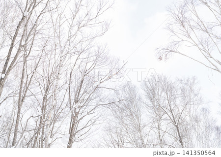 雪の枝にとまるアカゲラ 141350564