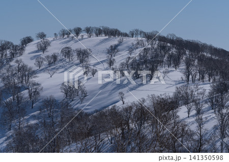雪の斜面に立ち並ぶ冬木立 141350598