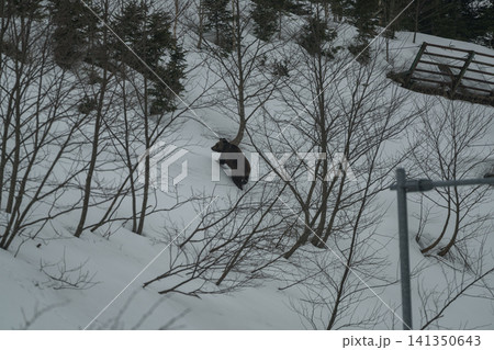 残雪の山肌を歩くヒグマ 残雪の山肌を歩くヒグマ 141350643