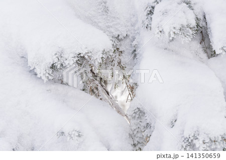 雪と氷をまとう枝のきらめき 雪と氷をまとう枝のきらめき 141350659
