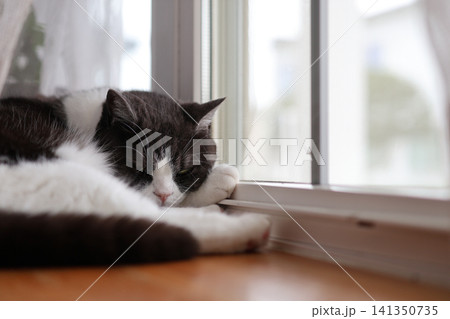 窓辺の猫 窓辺の猫 141350735
