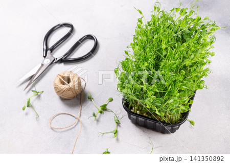 Harvesting fresh pea shoots microgreens for healthy eating Harvesting fresh pea shoots microgreens for healthy eating 141350892