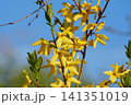 花木の春の花　レンギョウ 141351019