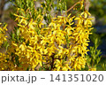 花木の春の花　レンギョウ 141351020
