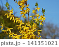 花木の春の花　レンギョウ 141351021