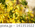 花木の春の花　レンギョウ 141351022