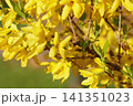 花木の春の花　レンギョウ 141351023