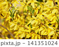 花木の春の花　レンギョウ 141351024